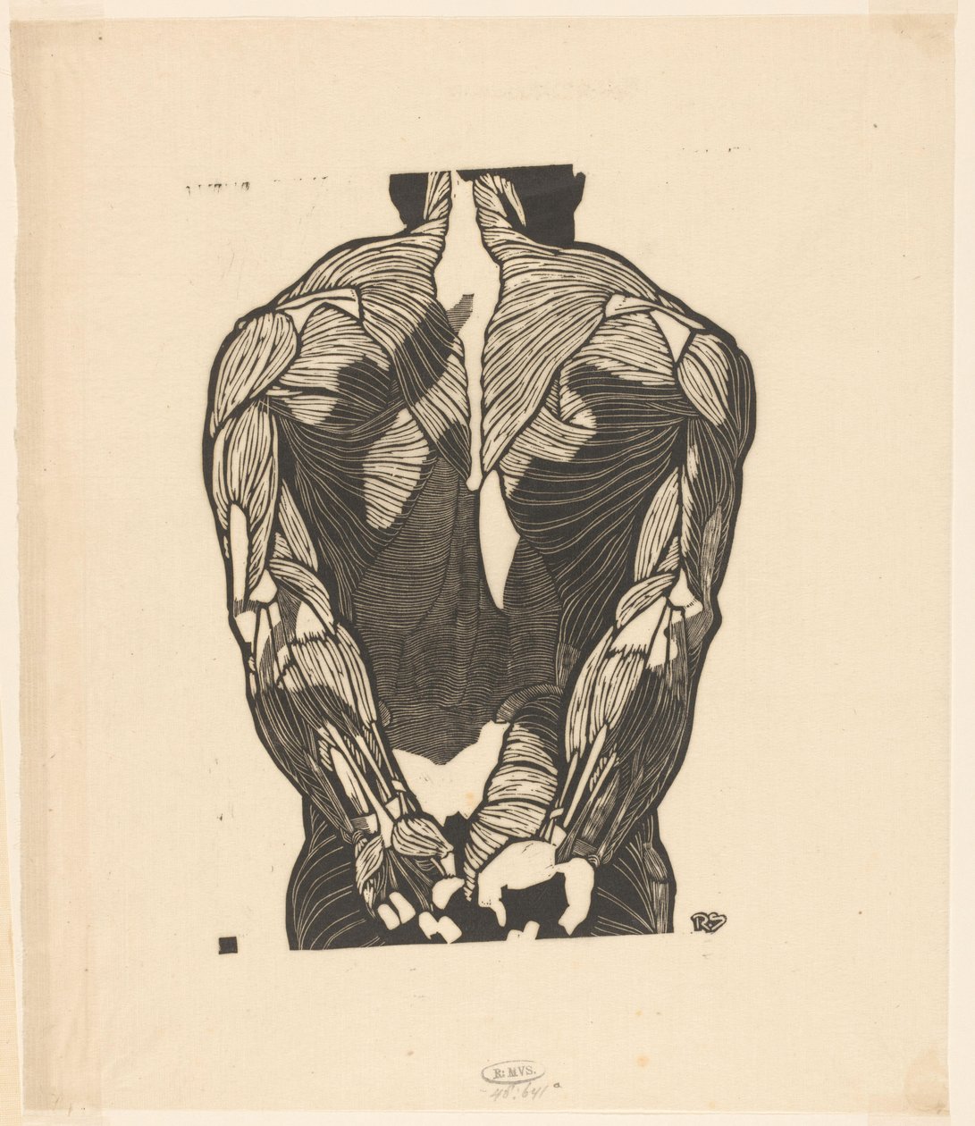 Anatomische Studie der Rückenmuskeln eines Mannes von Reijer Stolk