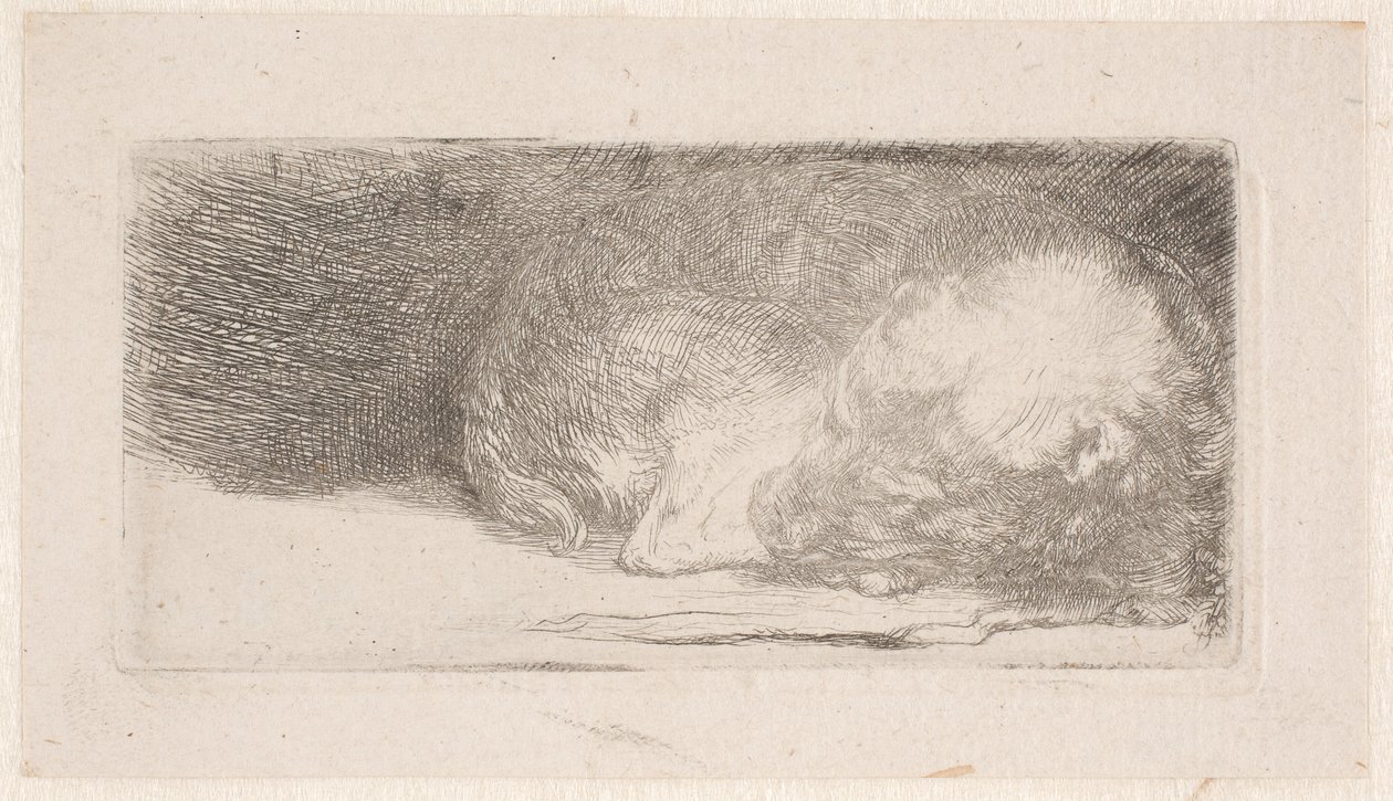 Schlafender Welpe von Rembrandt van Rijn