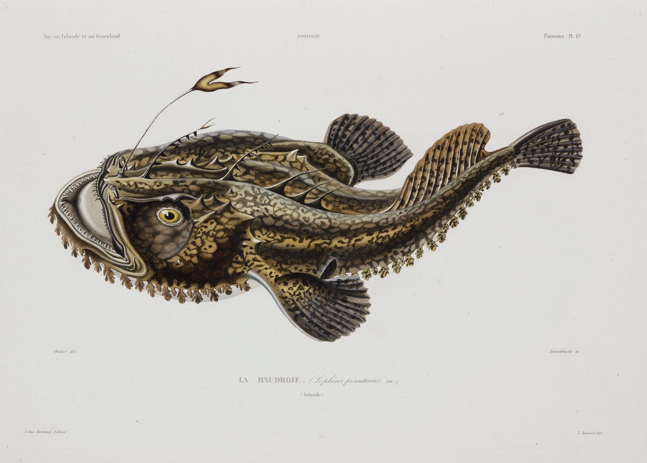 Anglerfisch, Island, frühes 19. Jahrhundert von John Pardon