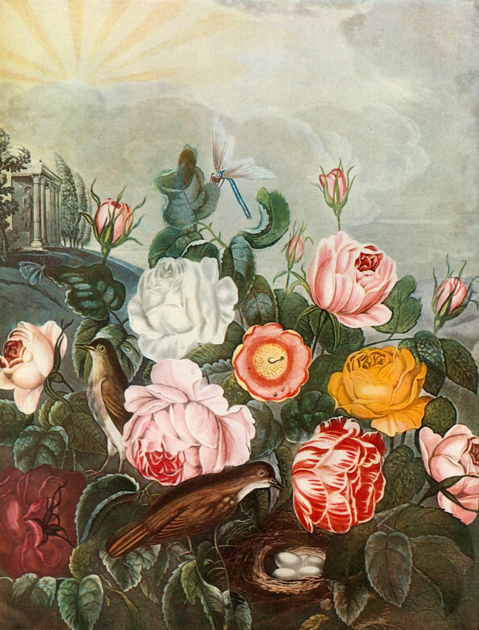 Rosen, um 1805 von Richard Earlom