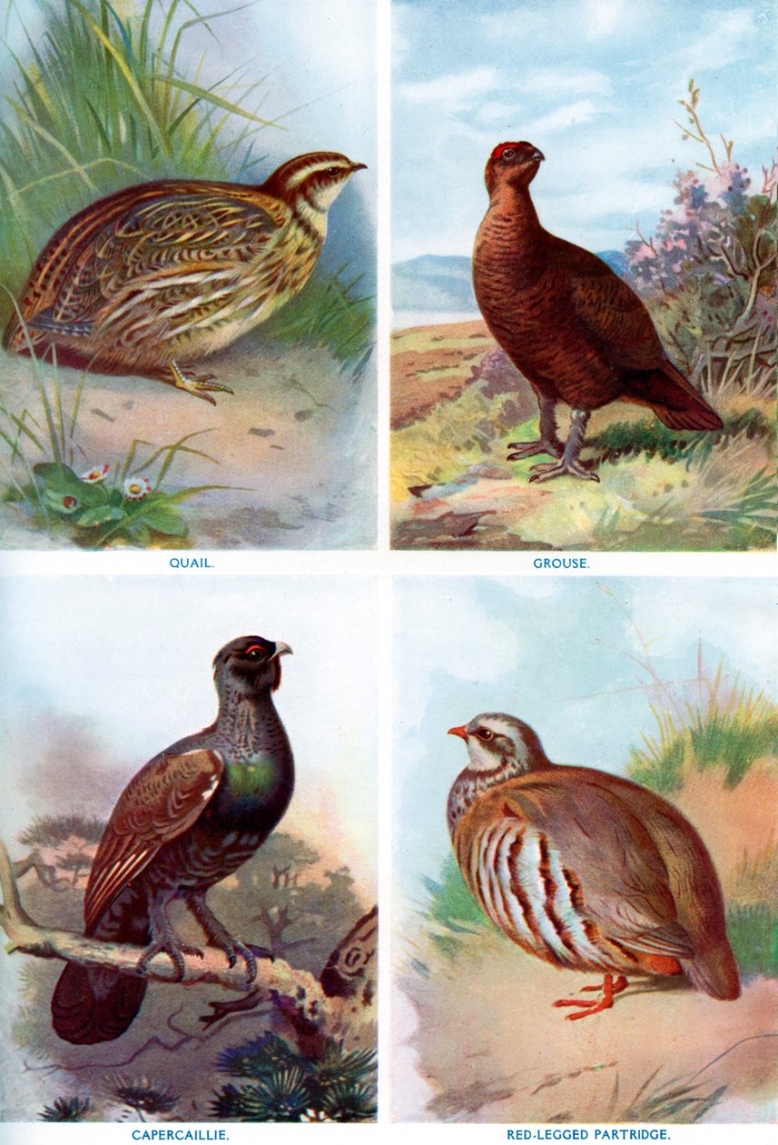 Wildvögel aus Harmsworth Natural History, 1910 von Richard Lydekker