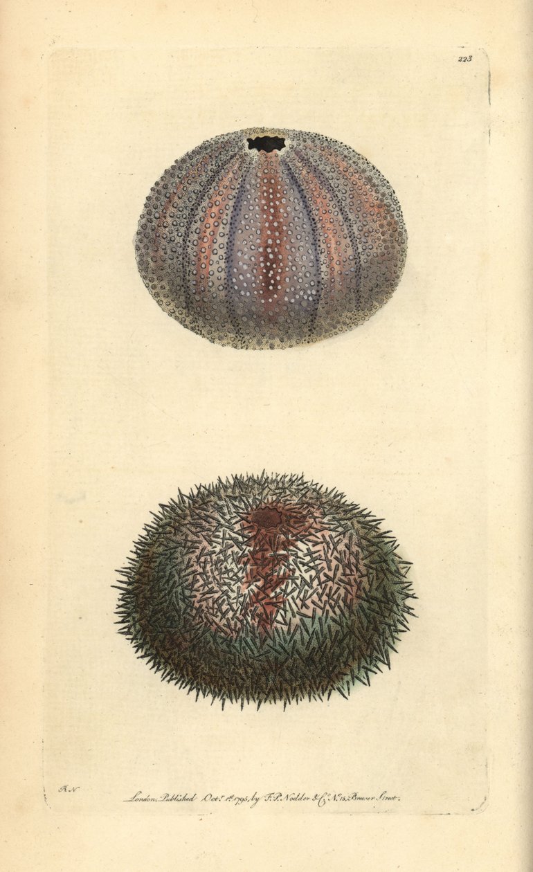 Essbarer Seeigel, Echinus esculentus, aus George Shaw und Frederick Nodders 