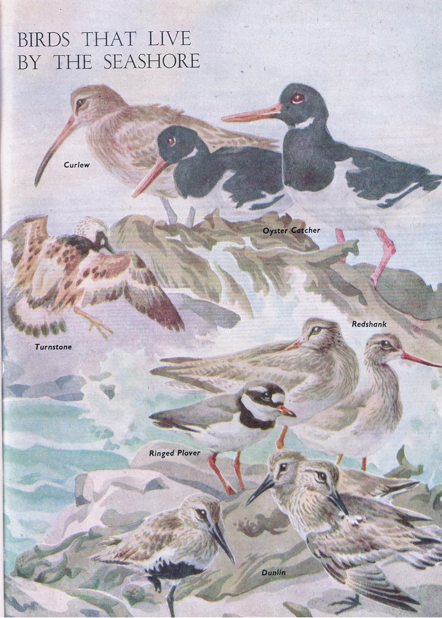 Vögel, die an der Küste leben, Illustration aus The Childrens Nature Book, veröffentlicht von Odhams, 1958 von Robert George Talbot Kelly