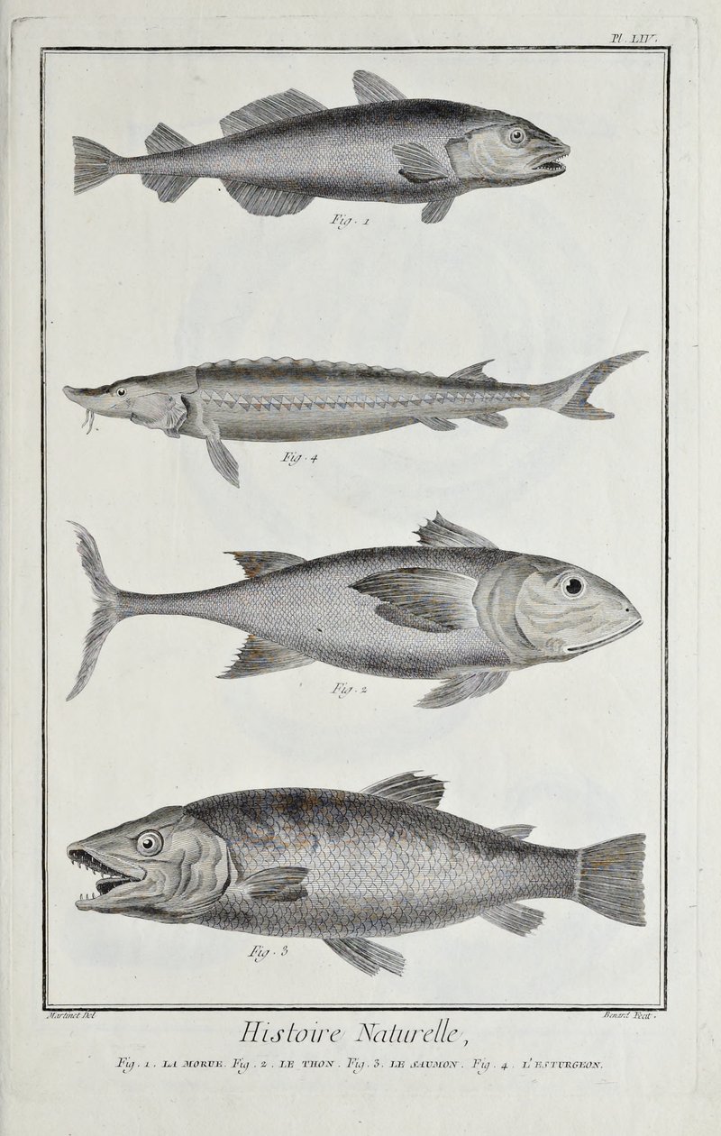 Kabeljau, Thunfisch, Lachs und Stör, Illustration aus 'Recueil de ...