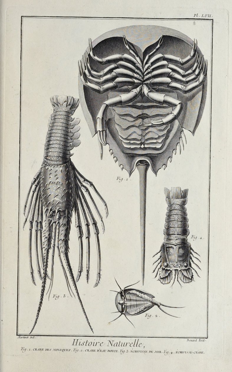 Krustentiere, Illustration aus 