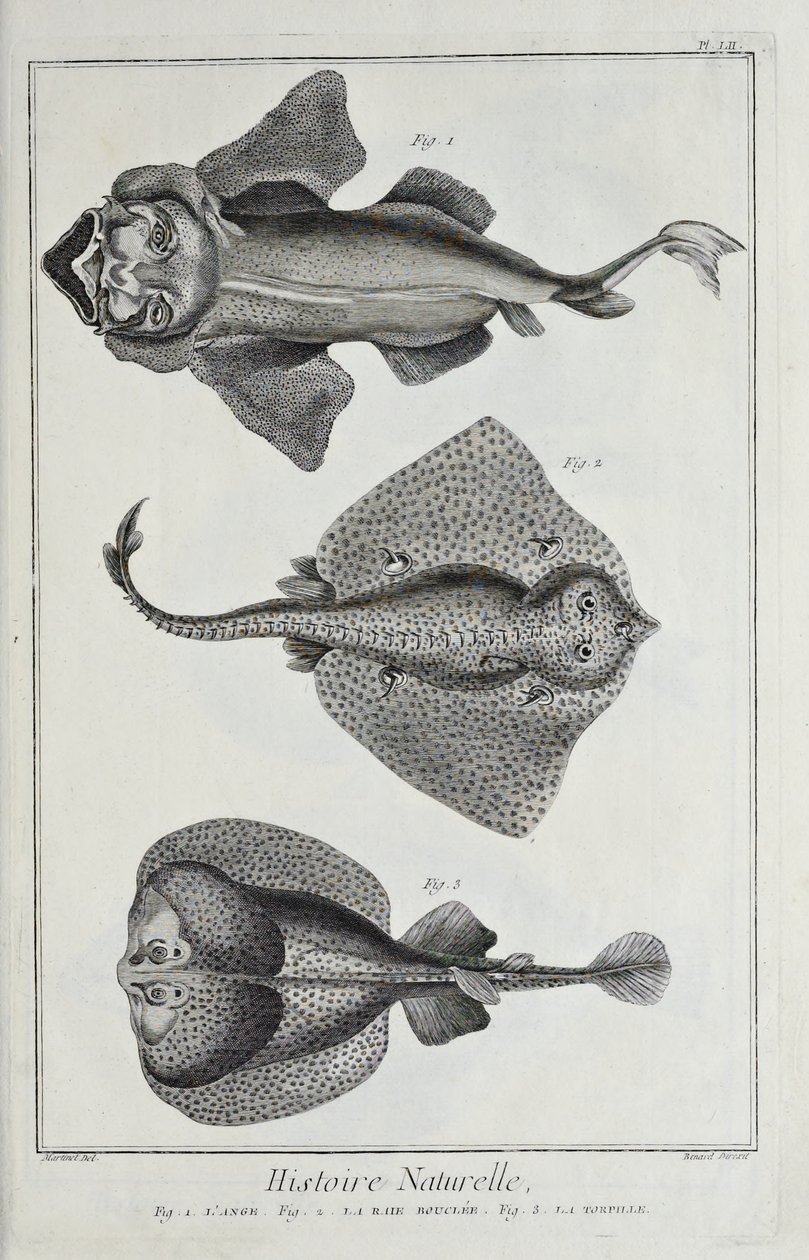 Illustration aus 