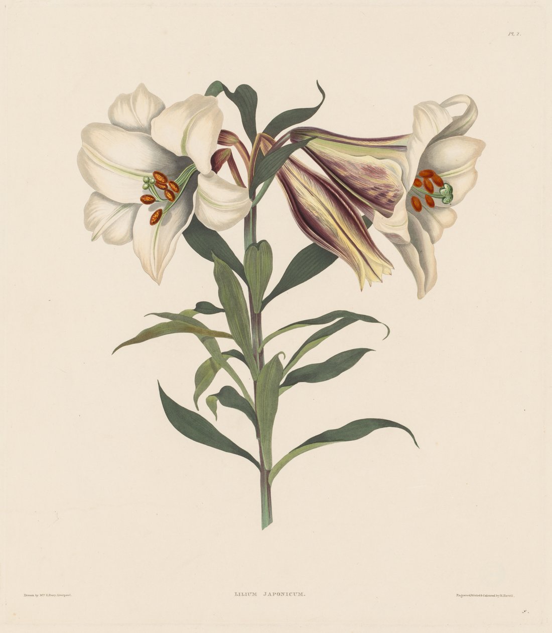 Eine Auswahl von Hexandrian-Pflanzen, die zur natürlichen Ordnung der Amaryllidae gehören..., 1831-1832 von Robert Havell