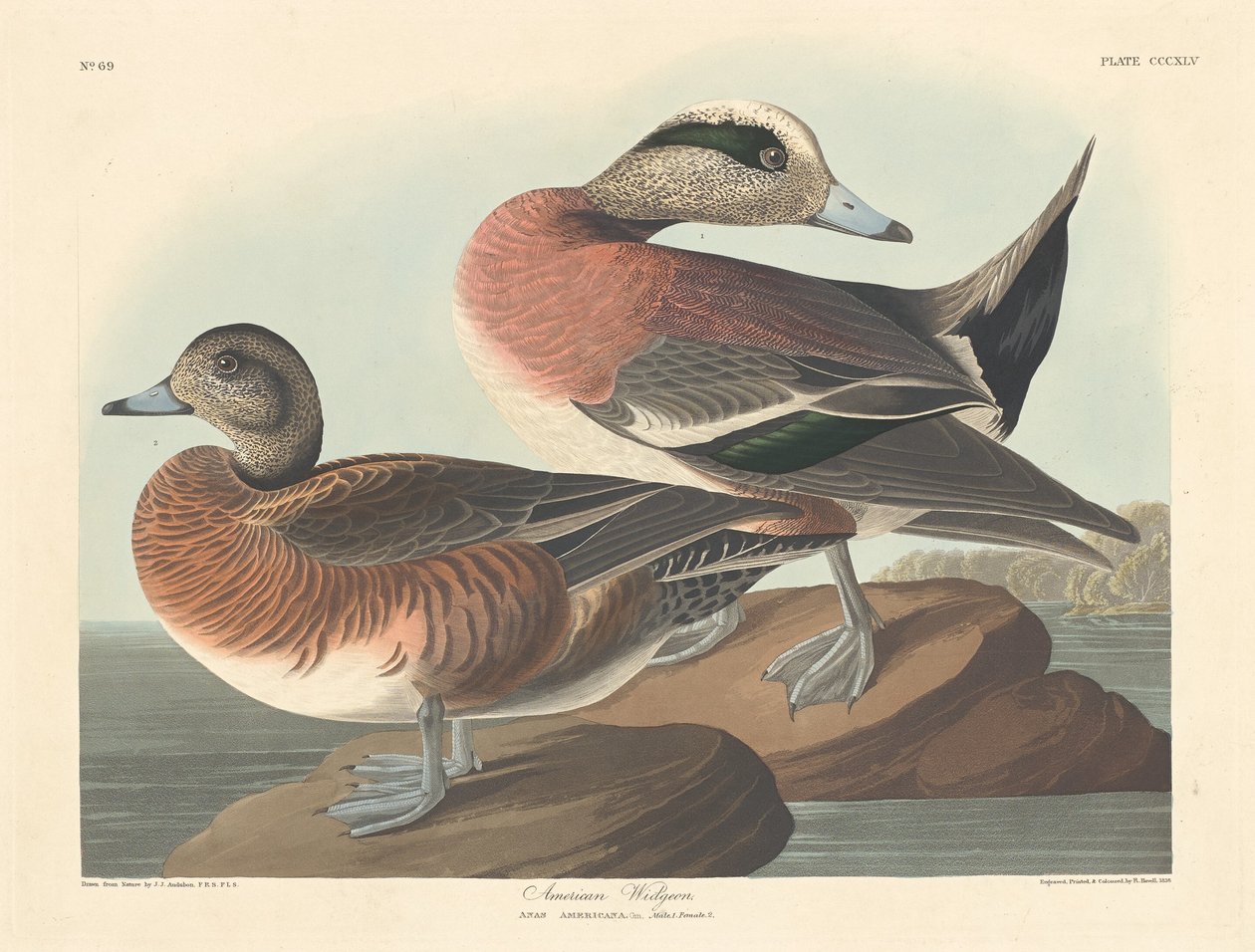 Amerikanische Pfeifente, 1836 von Robert Havell