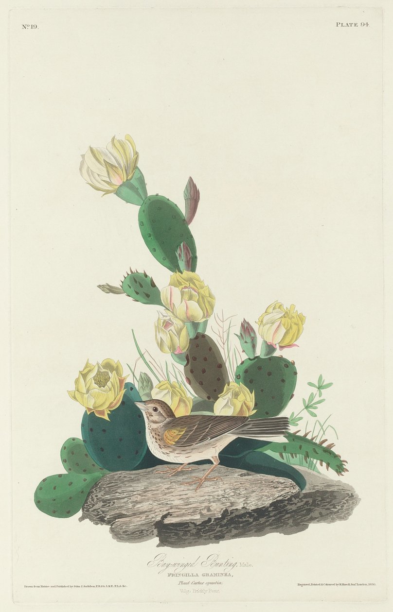 Bay-winged Bunting von Robert Havell