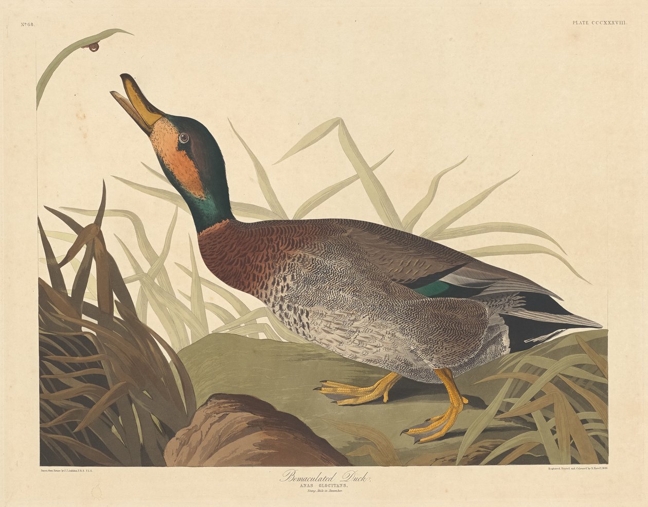 Gefleckte Ente, 1836 von Robert Havell