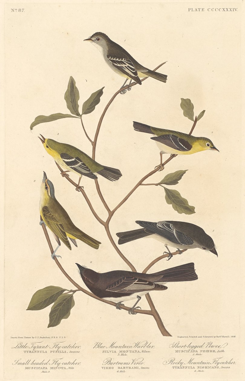 Kleiner Tyrannenfliegenschnäpper, Kleinköpfiger Fliegenschnäpper, Blaugebirgswaldsänger, 1838 von Robert Havell