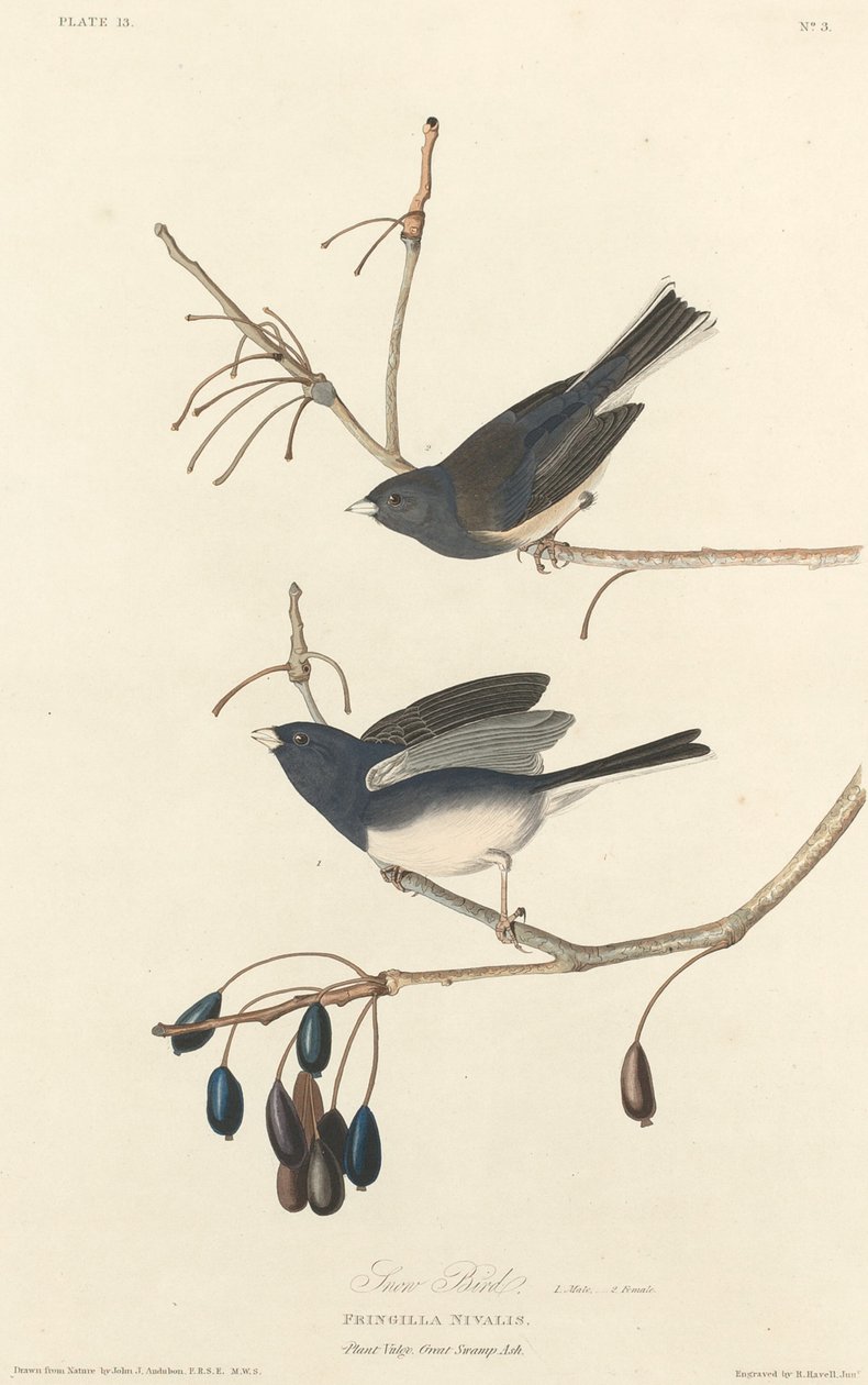 Schneevogel, 1827 von Robert Havell