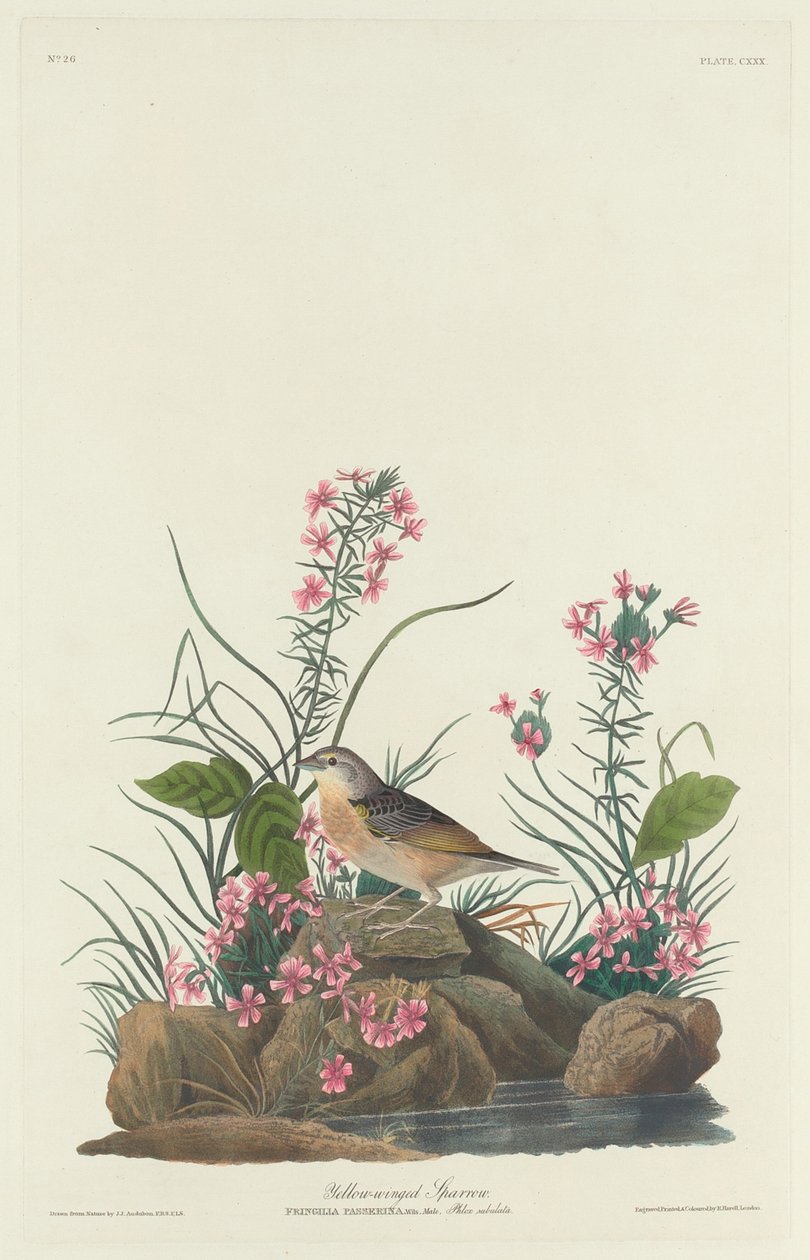 Gelbflügel-Spatz, 1832 von Robert Havell