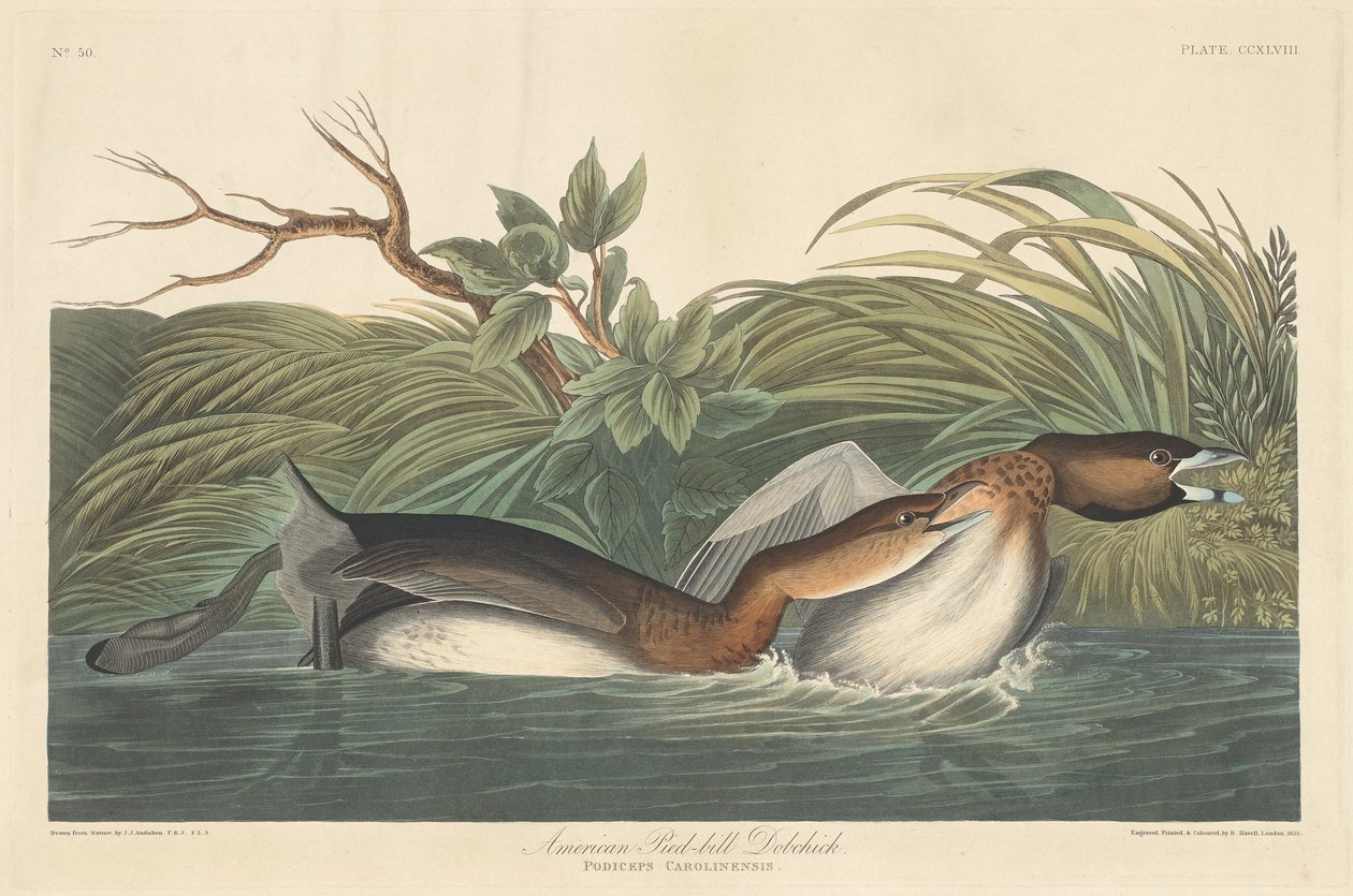 Amerikanischer Zwergtaucher von Robert Havell after John James Audubon