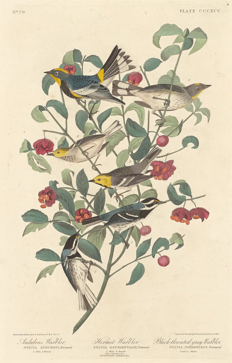 Audubons Waldsänger, Einsiedler-Waldsänger und Schwarzkehl-Waldsänger von Robert Havell after John James Audubon