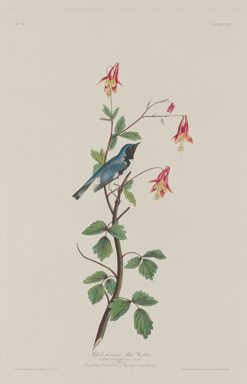 Schwarzkehl-Waldsänger von Robert Havell after John James Audubon