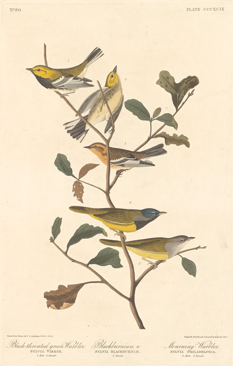 Schwarzkehl-Waldsänger, Schwarzkehlchen und Trauerwaldsänger von Robert Havell after John James Audubon