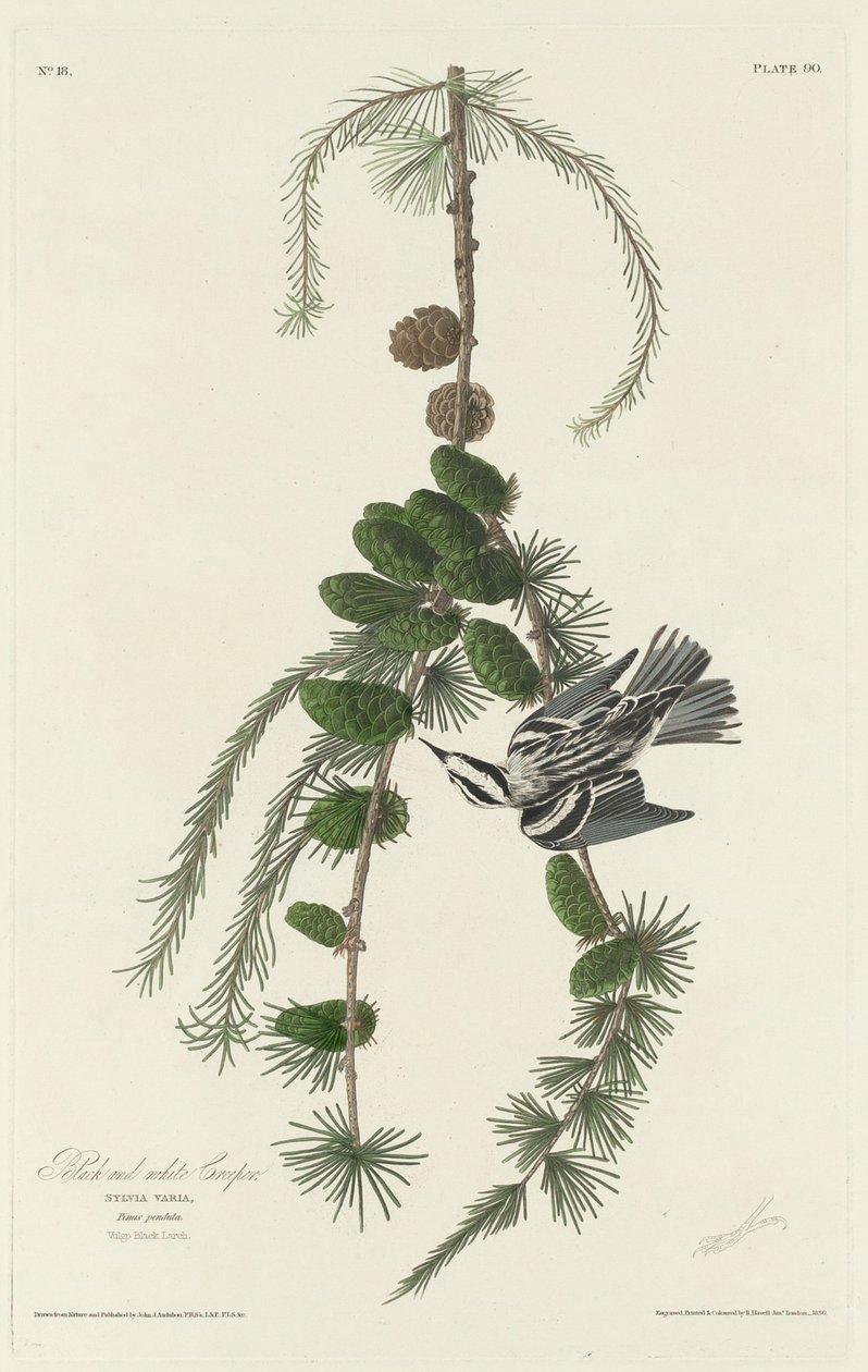 Schwarz-Weiß-Baumläufer von Robert Havell after John James Audubon