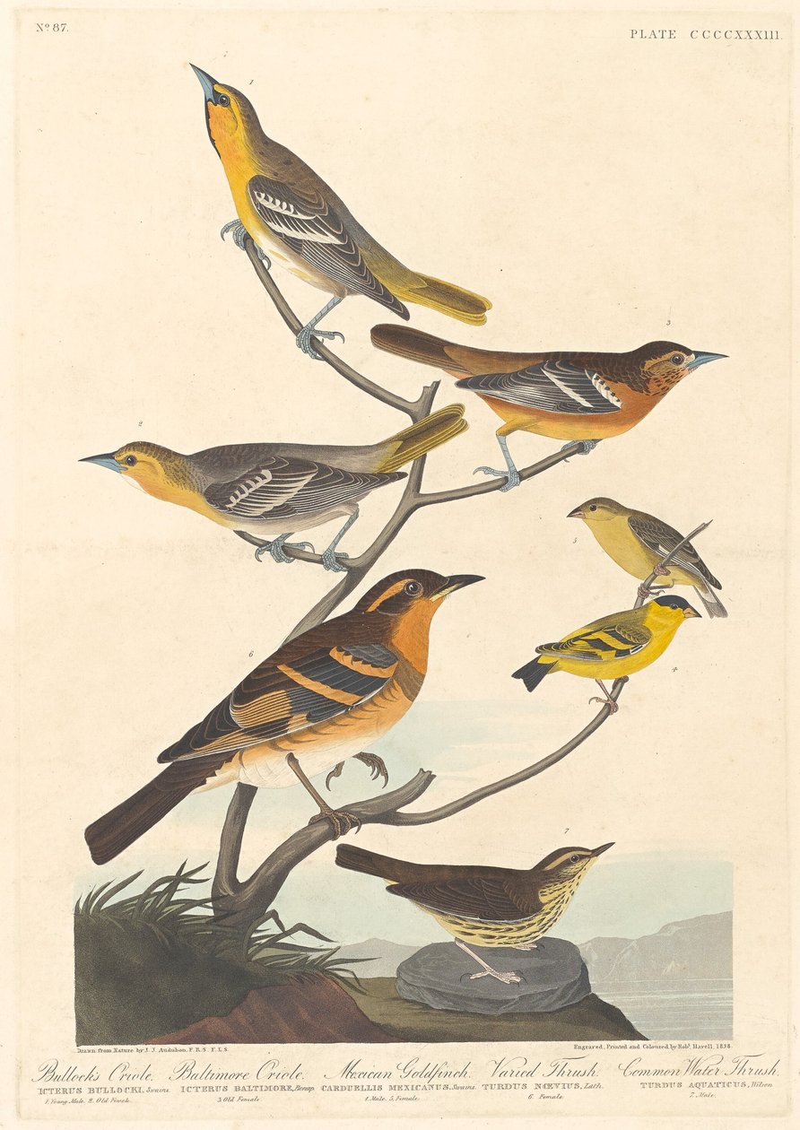 Bullocks Trupial, Baltimoretrupial, Mexikanischer Stieglitz und Vielfarbendrossel von Robert Havell after John James Audubon