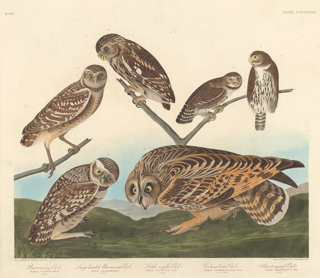 Erdkauz, Großköpfiger Erdkauz und Kleine Nachteule von Robert Havell after John James Audubon