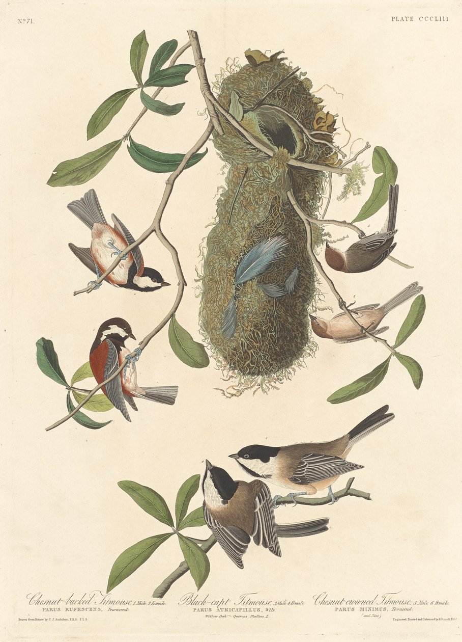 Kastanienmeise, Schwarzmeise und Kastanienkronenmeise von Robert Havell after John James Audubon
