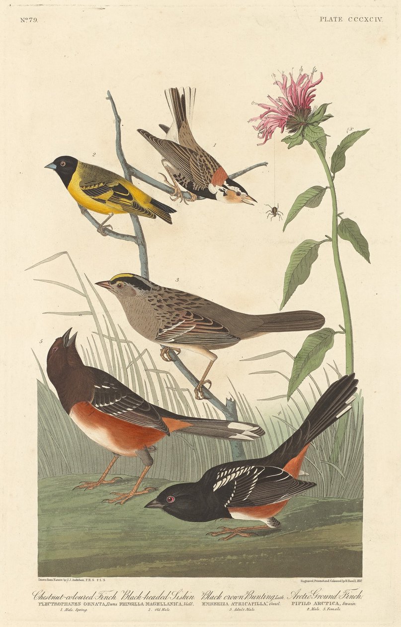 Kastanienfarbener Fink, Schwarzgesichtiger Zeisig, Schwarzkopfammer und Arktischer Bodenfink von Robert Havell after John James Audubon