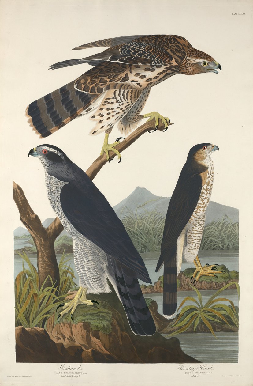 Habicht und Stanley-Habicht von Robert Havell after John James Audubon