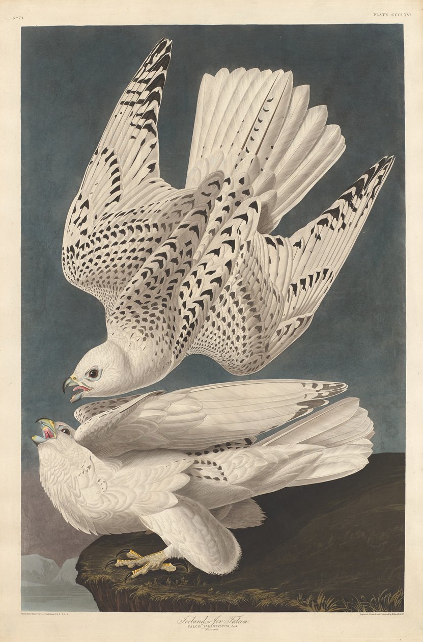 Isländischer oder Jer-Falke von Robert Havell after John James Audubon