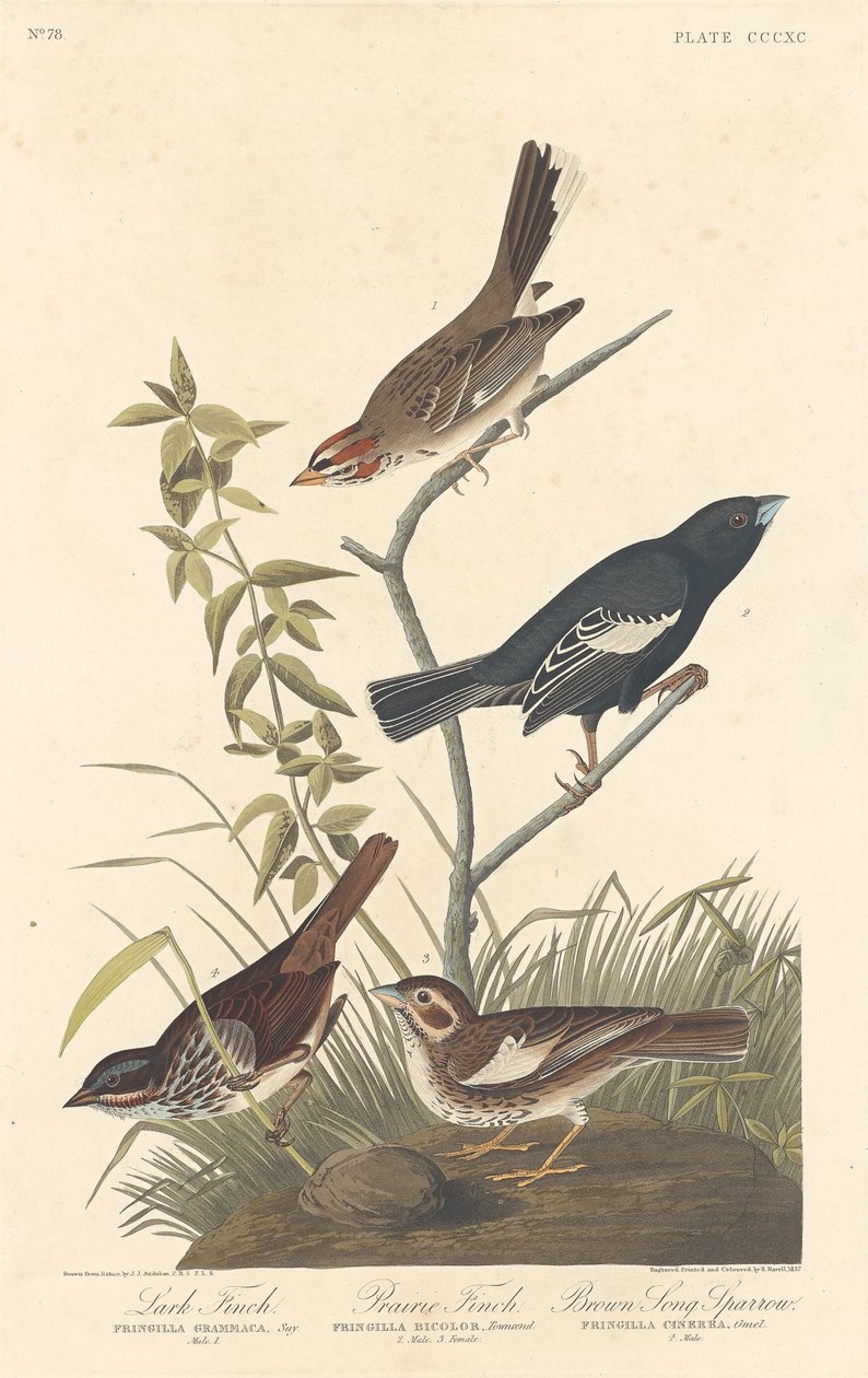 Lerchenfink, Präriefink und Brauner Singammer von Robert Havell after John James Audubon