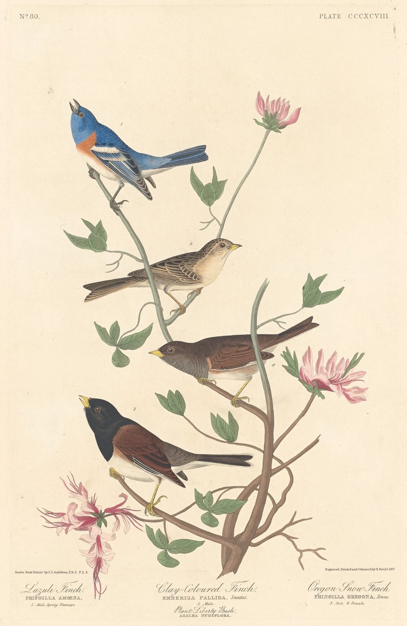 Lazulifink, Lehmfarbener Fink und Oregon-Schneefink von Robert Havell after John James Audubon