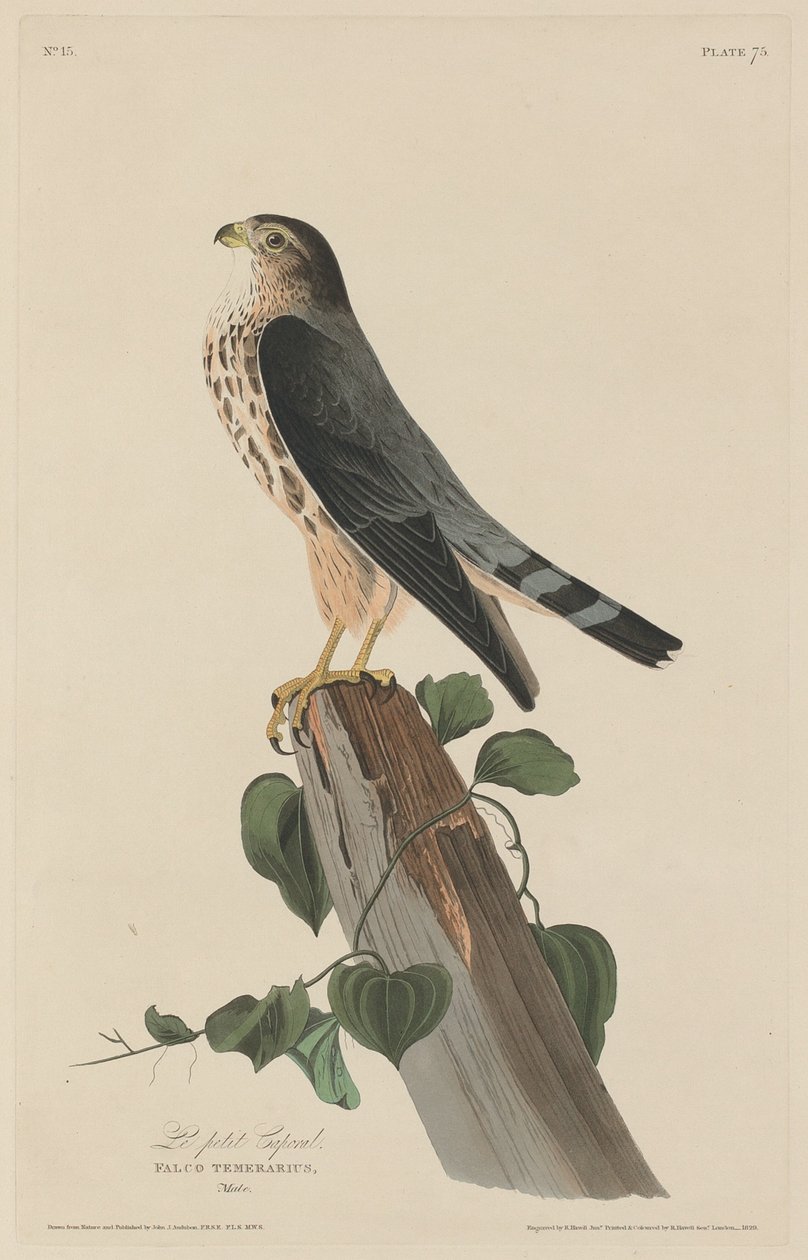 Der kleine Korporal von Robert Havell after John James Audubon