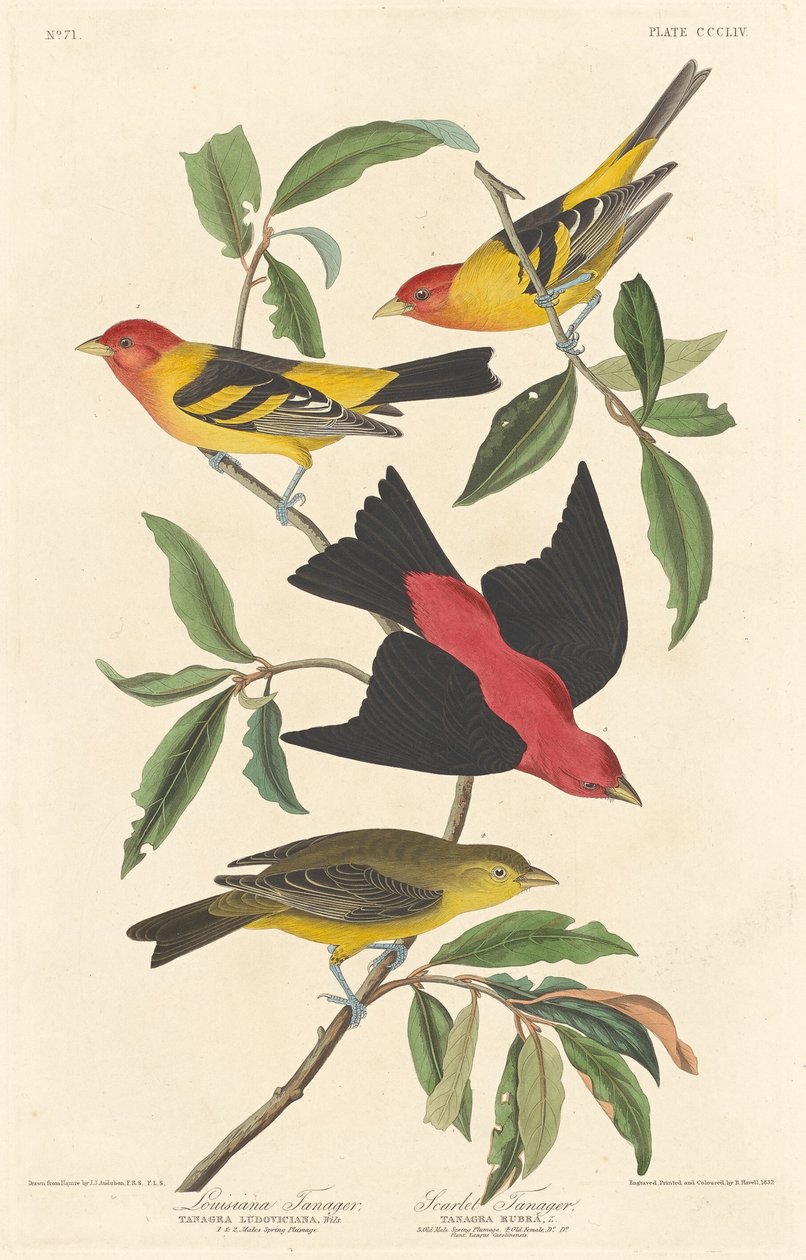 Louisiana-Tangare und Scharlach-Tangare von Robert Havell after John James Audubon