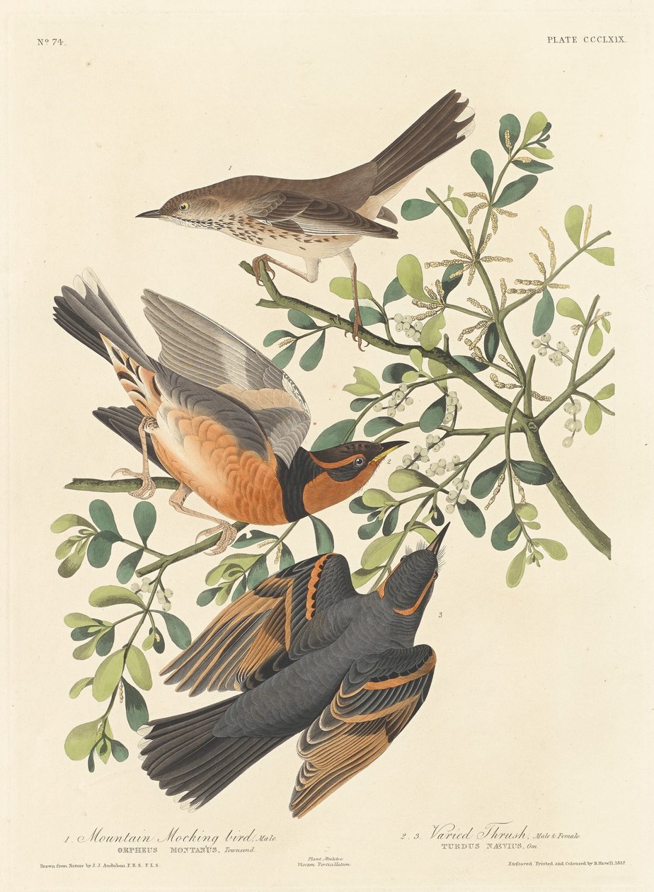 Bergspottdrossel und bunter Drossel von Robert Havell after John James Audubon
