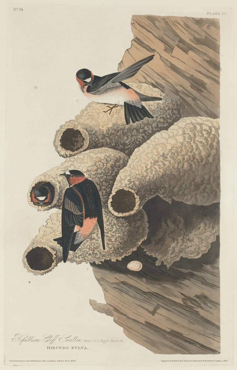 Republikanische Klippenschwalbe von Robert Havell after John James Audubon