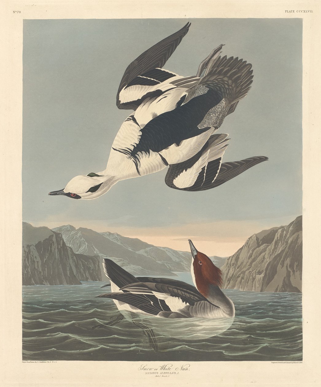 Zwergsäger oder Weiße Nonne von Robert Havell after John James Audubon