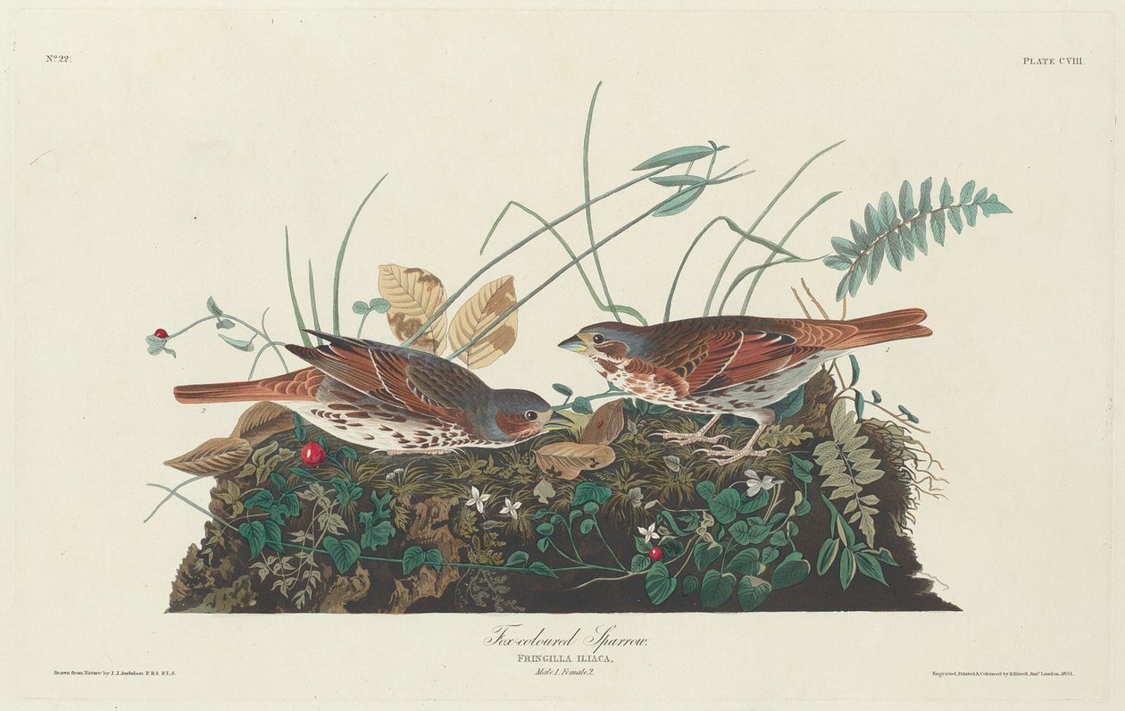 Zweifarbiger Spatz von Robert Havell after John James Audubon