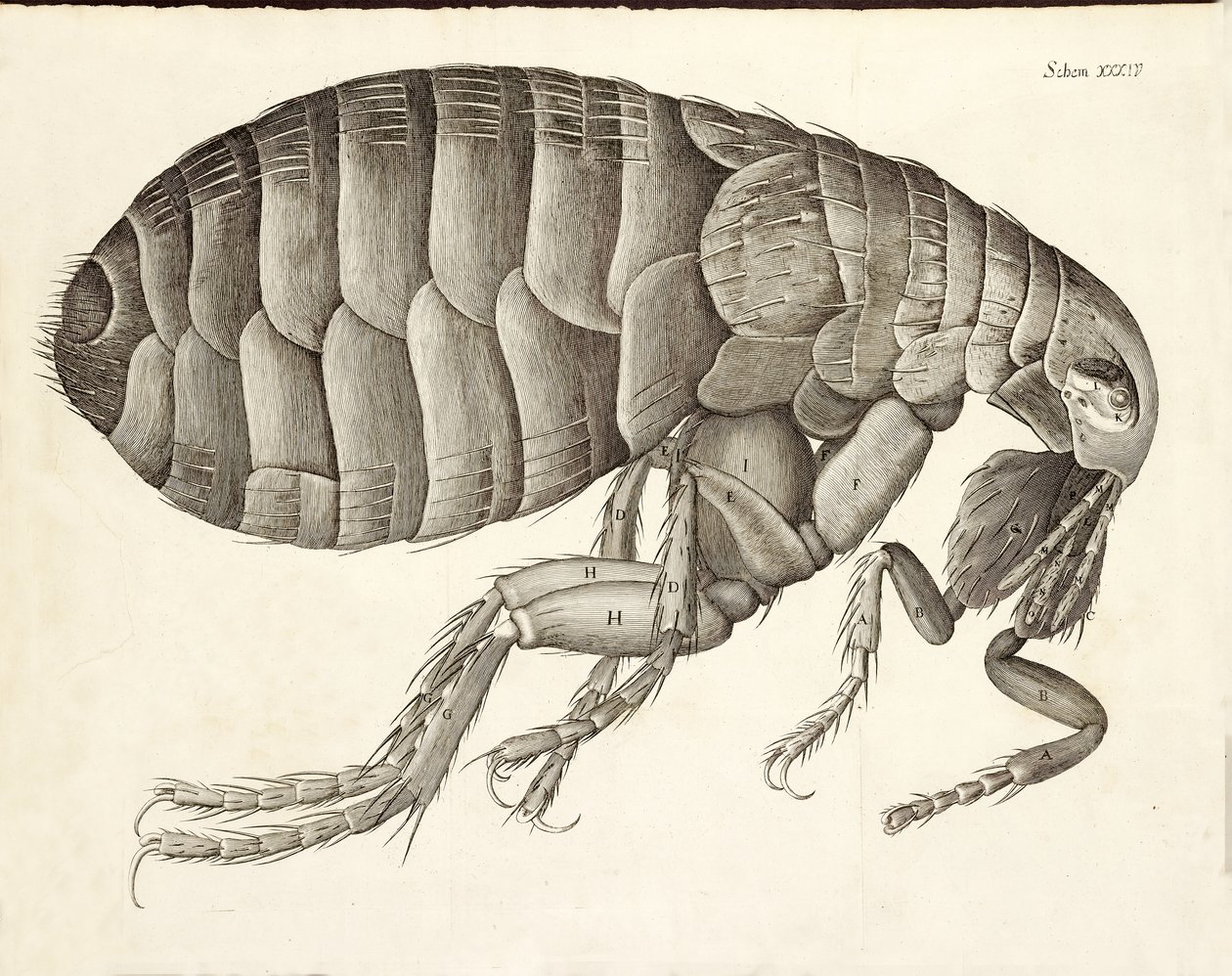 Querschnitt eines Flohs aus Micrographia, veröffentlicht 1665 von Robert Hooke
