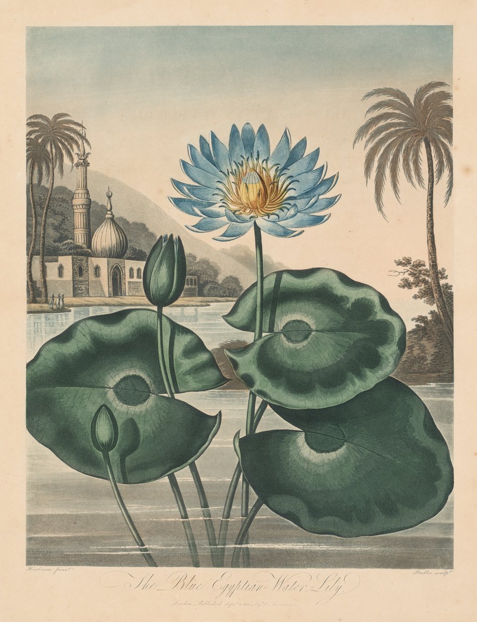 Der Tempel der Flora, oder Garten der Natur: Blaue ägyptische Seerose von Robert John Thornton