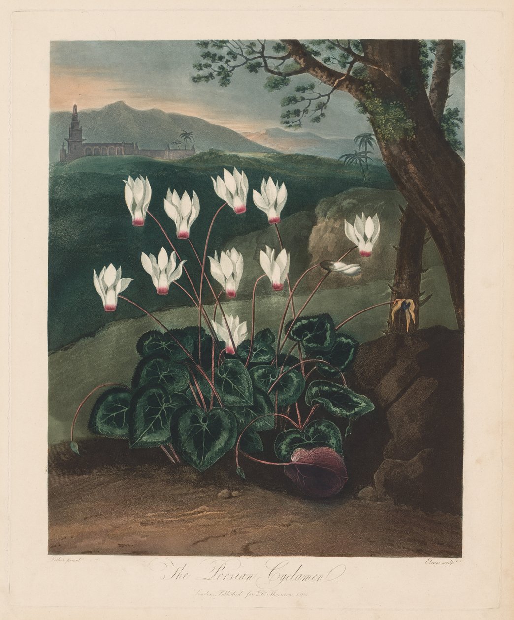 Der Tempel der Flora oder Garten der Natur: Das persische Alpenveilchen, 1799-1807 von Robert John Thornton