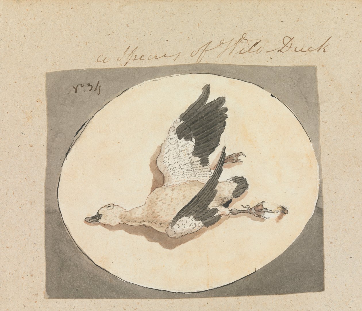 Eine Art Wildente von Robert Mabon