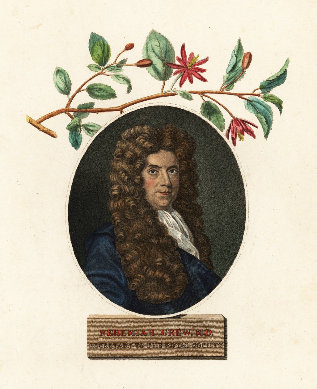 Porträt von Nehemiah Grew, Arzt und Botaniker von Robert White