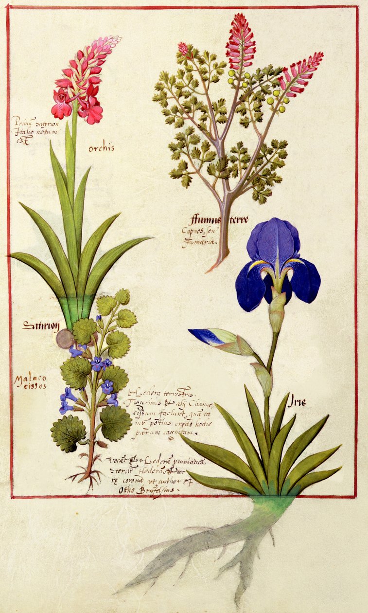Oben: Orchidee und Erdrauch oder Tränendes Herz. Unten: Efeu und Iris, Illustration aus 