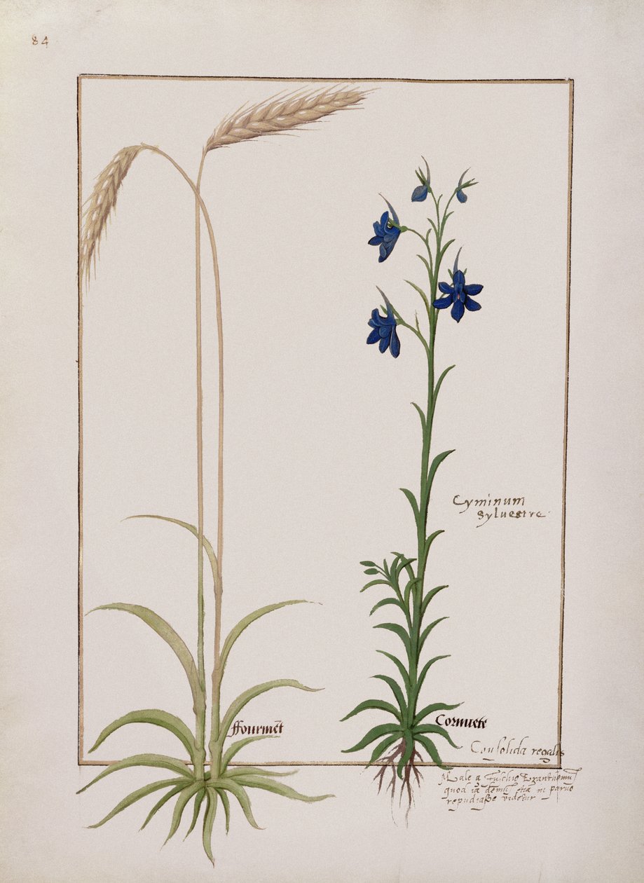 Ähre und Cyminum Sylvestre, Illustration aus dem Buch der einfachen Heilmittel von Mattheaus Platearius (gest. um 1161) c.1470 von Robinet Testard