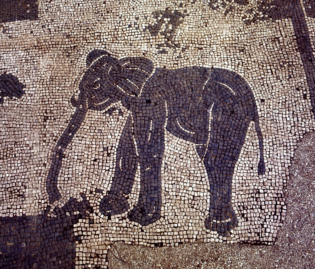 Antikes Ostia. Platz der Korporationen. Mosaik der Seefahrerkorporation von Sabratha. von Roman Roman