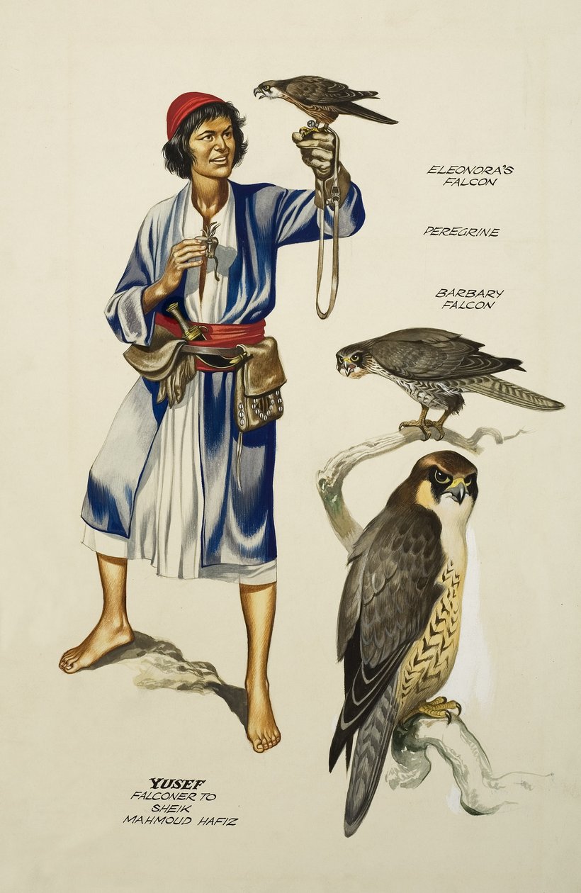 Yusef, Falkner von Scheich Mahmoud Hafiz von Ron Embleton