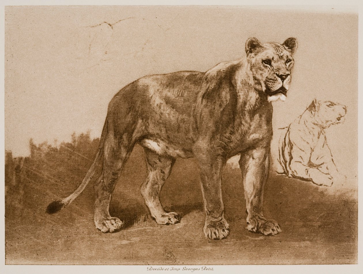 Studien einer Löwin von Rosa Bonheur