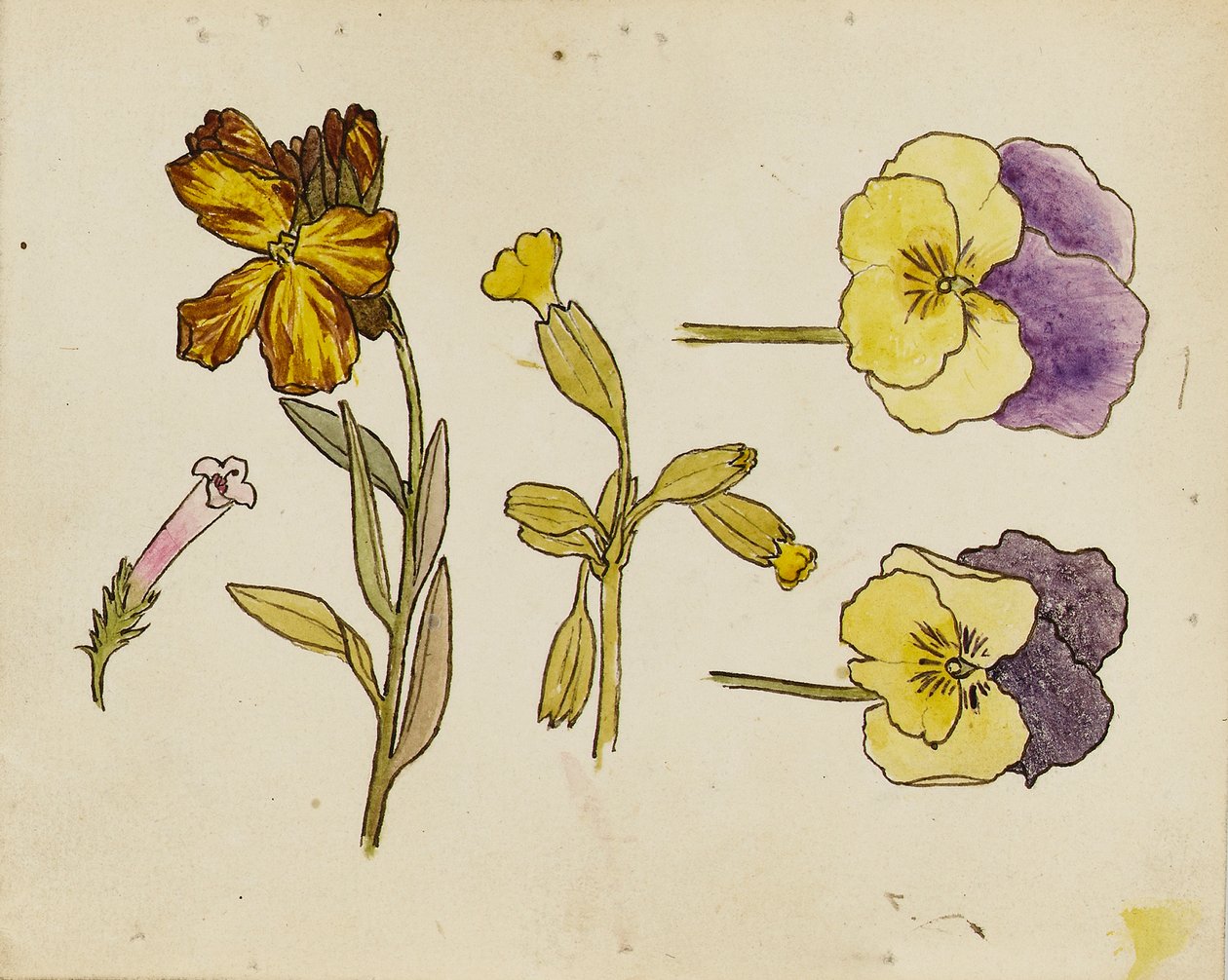 Studie von Blumen - Stiefmütterchen, Goldlack von Rosa Brett