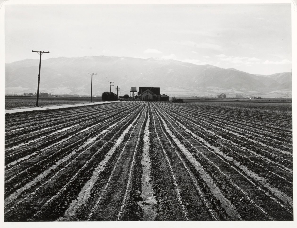 Junger Salat, Salinas, Kalifornien von Russell Lee
