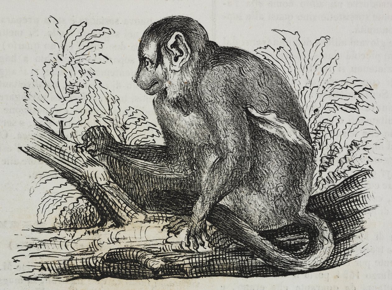 Nachtaffe Douroucoulis (Aotus trivirgatus), Lithographie von Salvatore Puglia von Salvatore Puglia