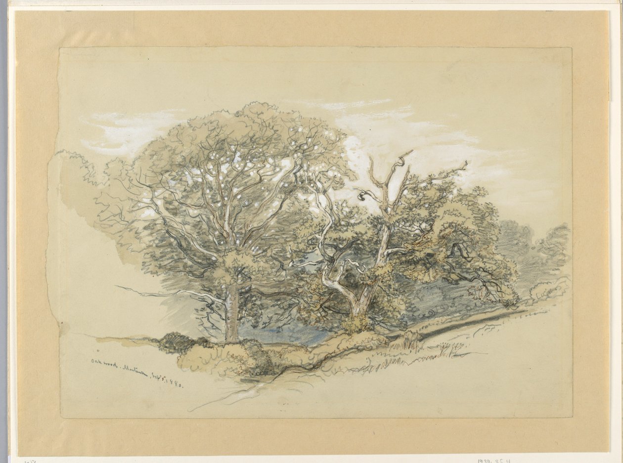 Zeichnung, Eichenwald, Montauk, New York, 8. September 1880 von Samuel Colman